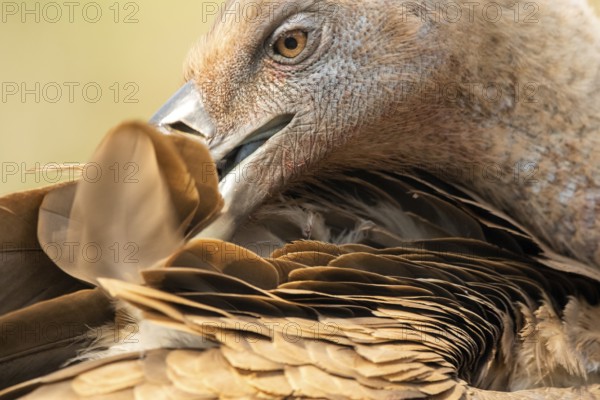 Griffon Vulture (Gyps fulvus) preening, Extremadura, Spain