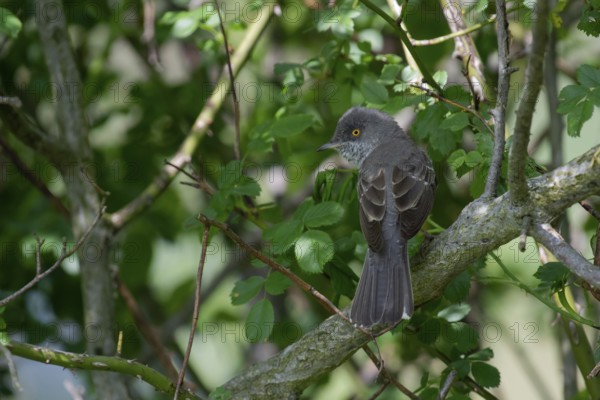 Barred Warbler (Sylvia nisoria) male perched on a branch, Brandenburg, Germany