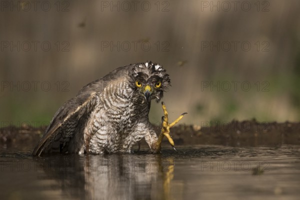 Eurasian Sparrowhawk (Accipiter nisus) male bathing at a waterhole, Subotica, Serbia