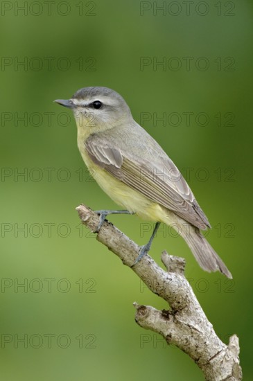Philadelphia Vireo (Vireo philadelphicus), Texas, USA