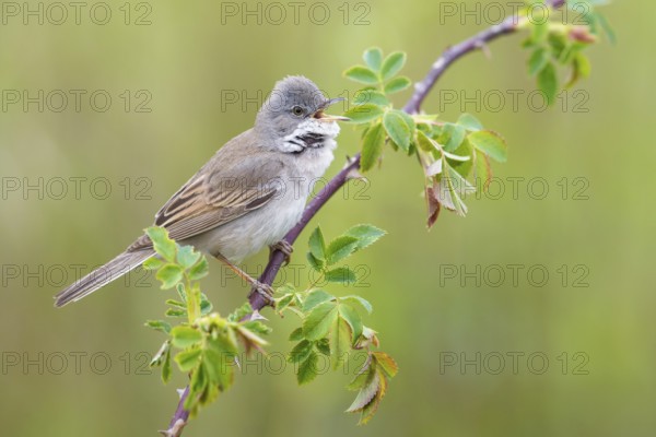 Common Whitethroat (Sylvia communis) male singing, perched on a twig, Poland