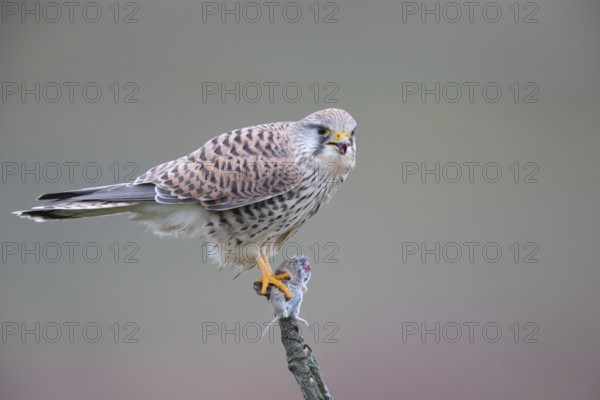 Common Kestrel (Falco tinnunculus) female perched on a branch with a captured mouse in its claws, North Rhine-Westphalia, Germany