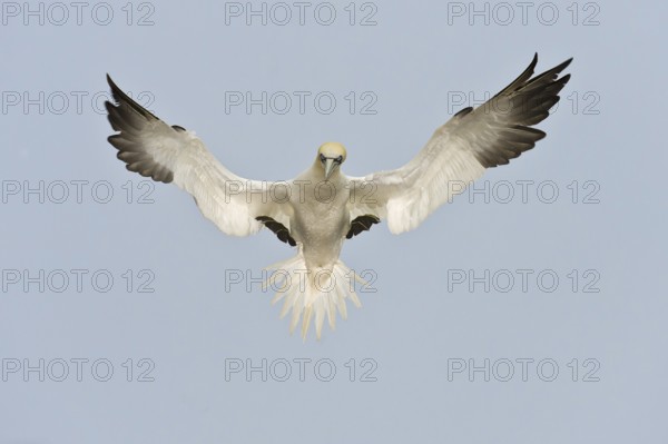 Northern Gannet (Morus bassanus) flying, Quebec, Canada
