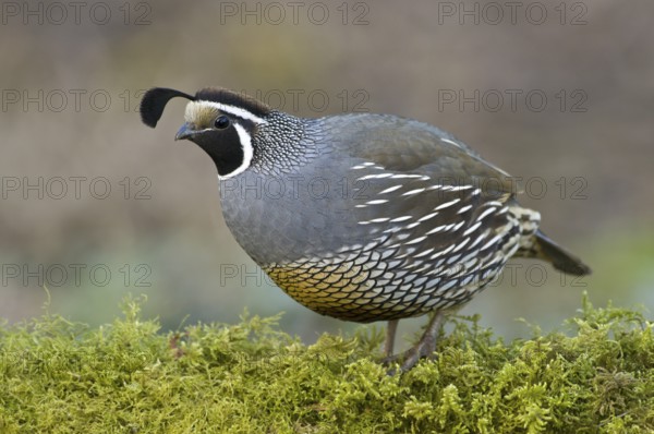 California Quail (Callipepla californica) male, Canada