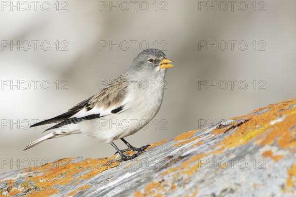 White-winged Snowfinch (Montifringilla nivalis), Valais, Switzerland