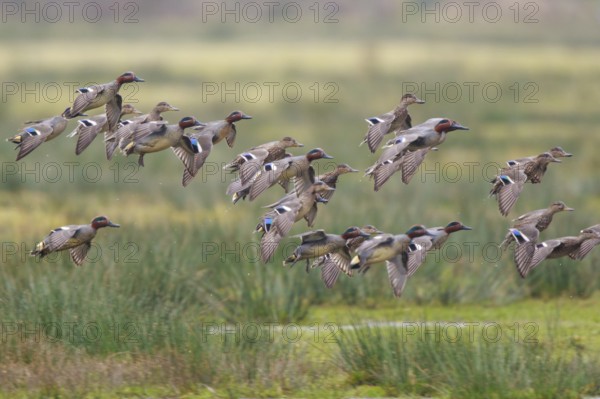 Eurasian Teal (Anas crecca) group landing, North Rhine-Westphalia, Germany