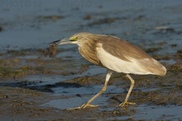 Squacco Heron (Ardeola ralloides), Lesvos, Greece