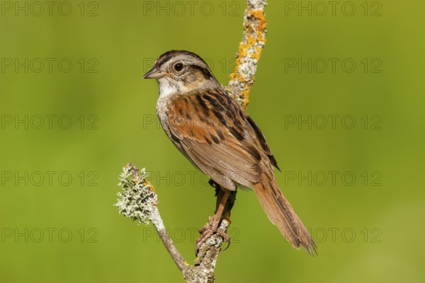 Swamp Sparrow Melospiza georgiana Tamarack, Aitken County, Minnesota, United States 18 June Adult Emberizidae