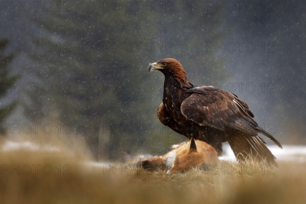 Golden Eagle feeding on kill Red Fox in the forest during rain and snowfall. Bird behaviour in the nature. Action food scene with brown bird of prey, eagle with catch, Sweden