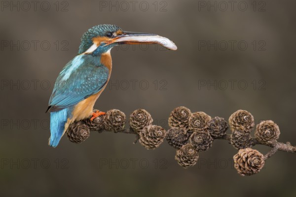 Common Kingfisher (Alcedo atthis) female perched on a branch with a fish in its beak, Lower Saxony, Germany