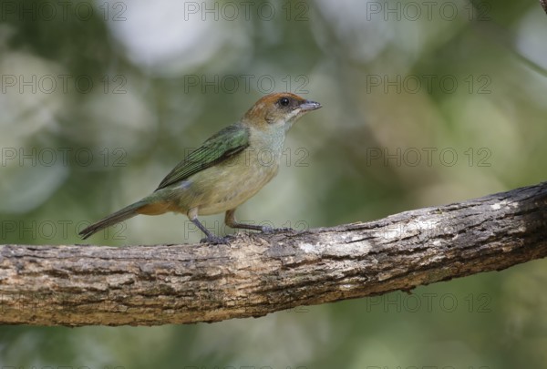 Black-backed Tanager (Tangara peruviana) female, Sao Paulo, Brasilien