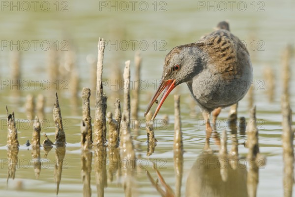Water Rail (Rallus aquaticus) foraging, Tuscany, Italy