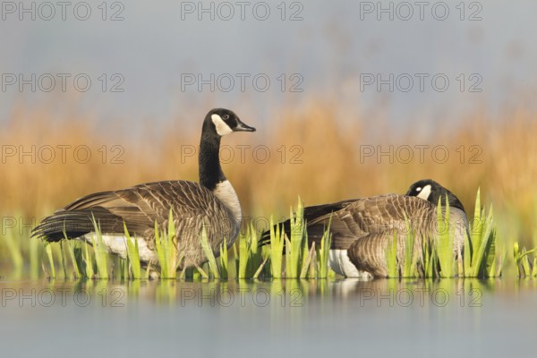 Canada Goose (Branta canadensis), British Columbia, Canada
