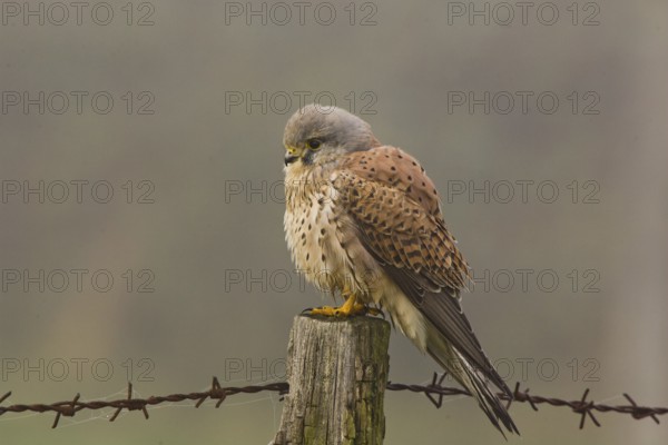 Common Kestrel (Falco tinnunculus), Lower Saxony, Germany