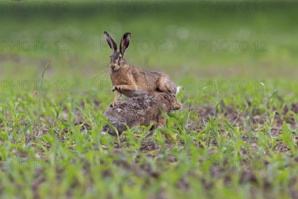 European Hare (Lepus europaeus) fighting, Brandenburg, Germany
