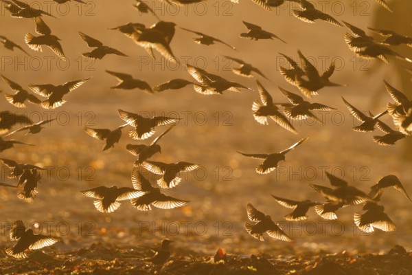 Common Starling - Star - Sturnus vulgaris ssp. vulgaris, Germany
