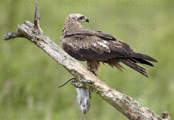 Black Kite (Milvus migrans) juvenile, Mecklenburg-Western Pomerania, Germany
