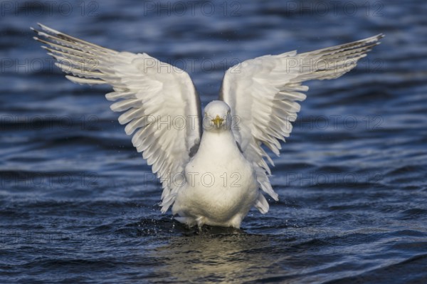 European Herring Gull (Larus argentatus), Nord-Trondelag, Norway