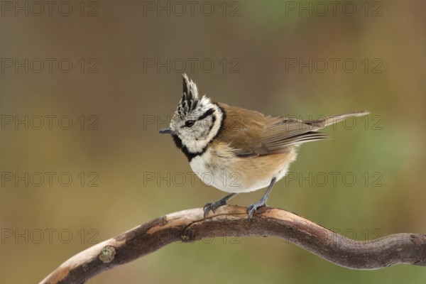 European Crested Tit (Lophophanes cristatus), Utrecht, Netherlands