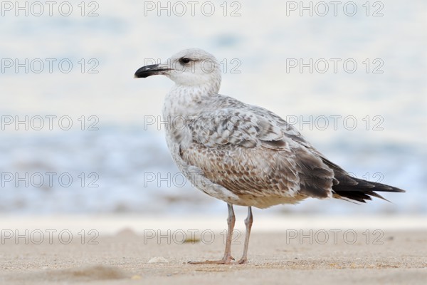 Mediterranean Gull (Larus michahellis) standing on the beach, immatur, Algarve, Portugal