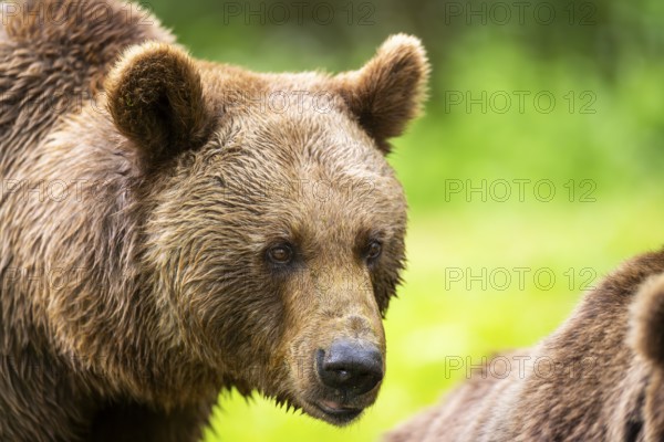 Brown bear (Ursus arctos) portrait, Bavaria, Germany