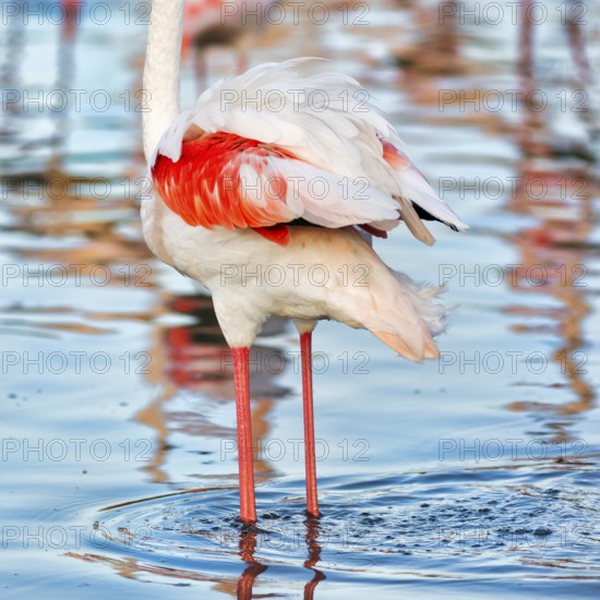 Pink flamingo (Phoenicopterus roseus), standing in a pond, plumage, Pont de Gau Bird Park, Saintes-Maries-de-la-Mer, Camargue Regional nature park Park, France