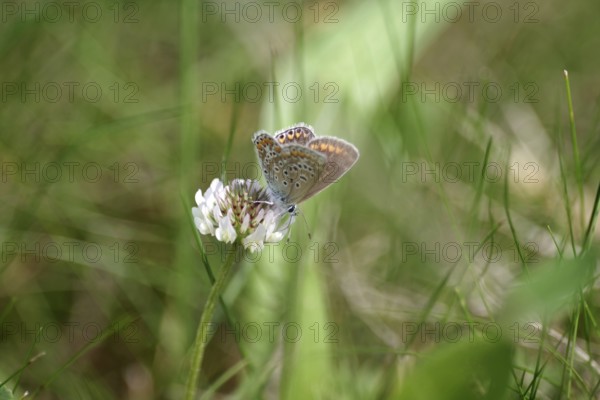 Blue butterfly (Polyommatus icarus), female, clover, meadow, The blue butterfly is sitting on a clover flower
