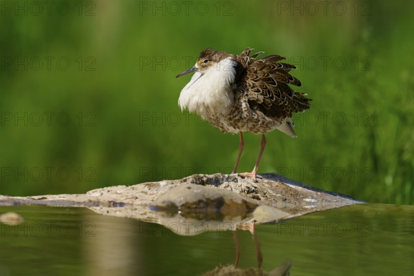 A bird with fluffed up plumage stands at the edge of a body of water with a green background, ruff (Calidris pugnax), male, spring, France