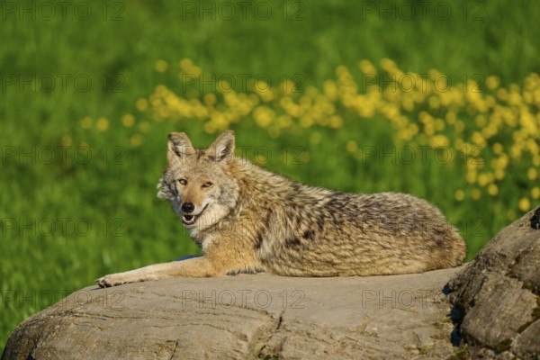 A smiling coyote sits on a rock surrounded by green vegetation and yellow flowers, Coyote (Canis latrans), Spring, France