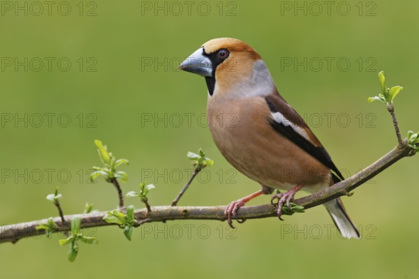 Hawfinch (Coccothraustes coccothraustes), Berlin, Germany
