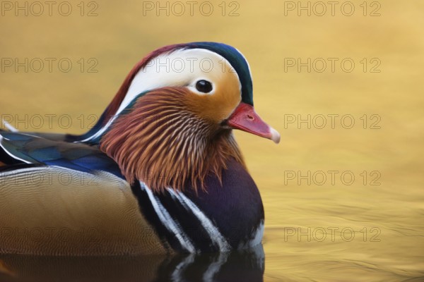 Precious... Mandarin duck (Aix galericulata), male, drake in splendour, most beautiful duck, exotic, neozoa, species introduced to Europe from Asia, native fauna, nature, wildlife, North Rhine-Westphalia, Germany