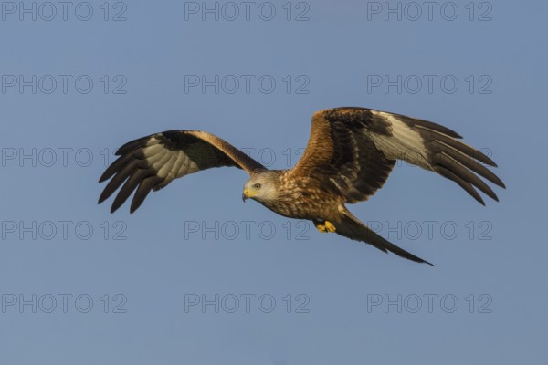 Red Kite (Milvus milvus) flying, Wales, United Kingdom