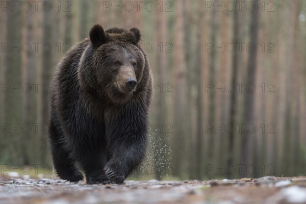European brown bear (Ursus (genus) arctos) runs with a critical look directly towards the photographer lying on the ground, encounter, shot from the mouse's perspective, the knife-tip long dangerous claws of the bear are very nice to see