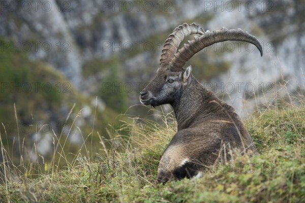 Alpine ibex (Capra ibex) resting in a mountain meadow in the Swiss Alps, impressive ibex with large horns in alpine terrain, wildlife, Switzerland, Valais