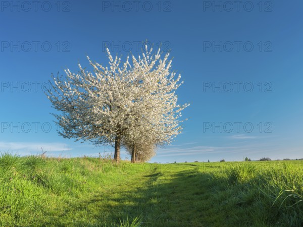 Landscape with green fields and blossoming cherry trees along a country lane in spring, Bad Bibra, Saxony-Anhalt, Germany