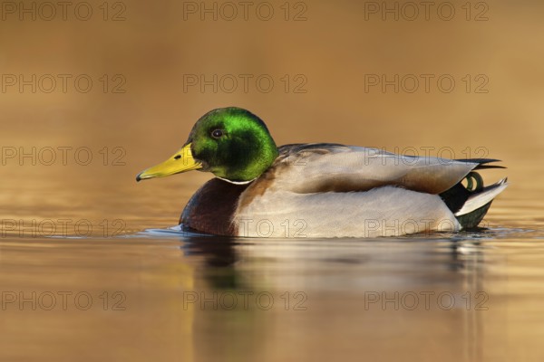 Mallard (Anas platyrhynchos) male, British Columbia, Canada