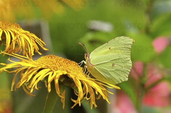 Lemon butterfly (Gonepteryx rhamny) on a yellow flower of a Great Telekie (Telekia speciosa), close-up, Wilnsdorf, North Rhine-Westphalia, Germany