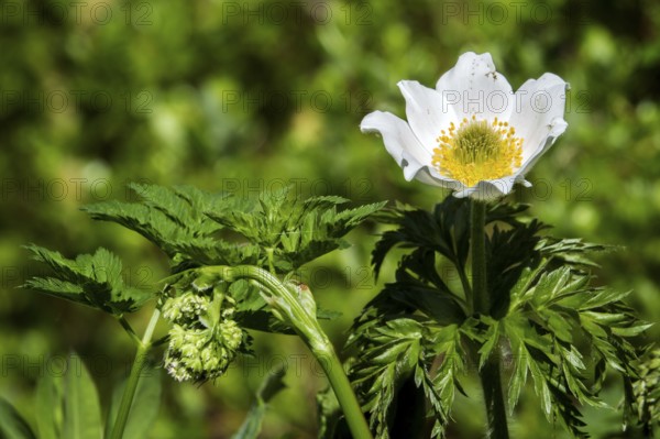 Alpine pasque flower (Pulsatilla alpina), also known as Alpine anemone, Oberstdorf, Oberallgäu, Allgäu, Bavaria, Germany