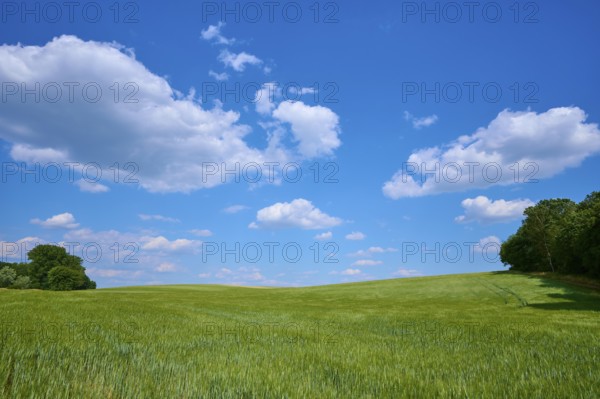 Wide barley field, blue sky with clouds, calm summer atmosphere, summer, Thüngen, district Main Spessart, Bavaria, Germany