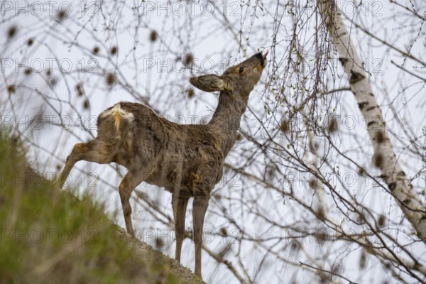 Roe deer (Capreolus capreoöus) Germany