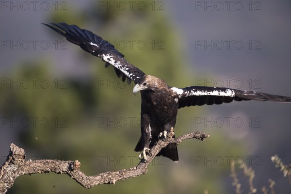 Iberian Eagle (Aquila adalberti), Spanish imperial eagle, Extremadura, Castilla La Mancha, Spain