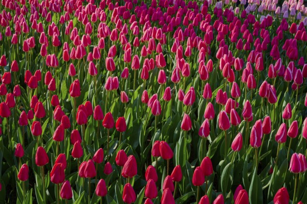Flowerbed full of bright pink tulips under bright daylight, Keukenhof, Lisse, province of South Holland, Netherlands