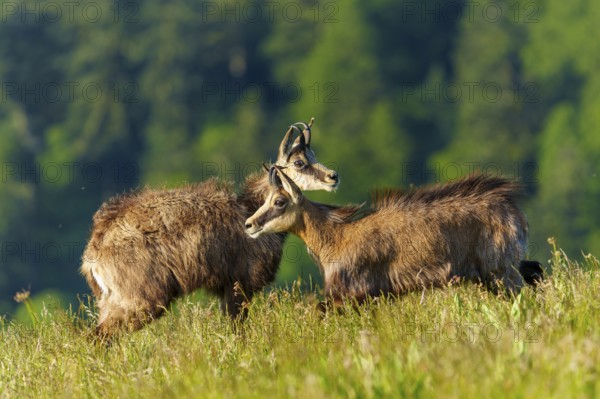 Two chamois standing next to each other on a green meadow with forest background, marsh harrier (Circus aeruginosus), wildlife, Germany