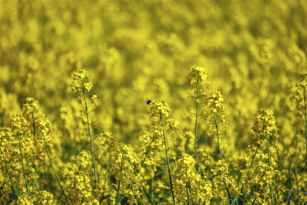 Bönen, North Rhine-Westphalia, Germany - Yellow rape field in bloom