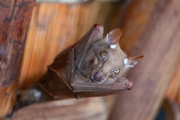 Funny bat, looks angry, conspiratorial, Kruger National Park, South Africa