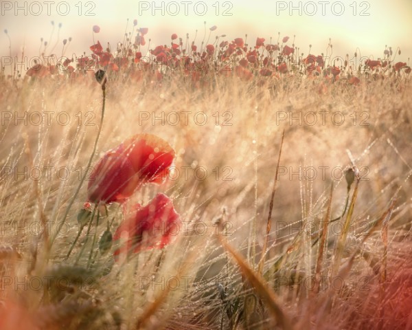 Red poppy (Papaver) blooming in barley field with dew drops, morning light and morning mist, Saxony-Anhalt, Germany
