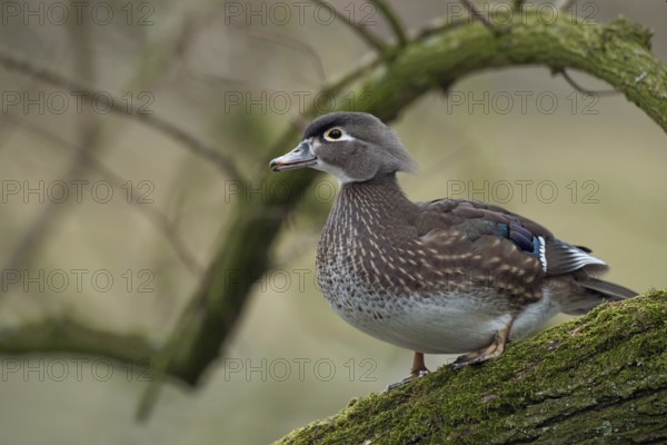 In the tree... Brown duck (Aix sponsa), female, very pretty duck species, not actually native to Germany, natural distribution area North America, but often a captive refugee, typical picture for the species, lives mainly on forest lakes, adapted to a life in wooded areas, trees serve as breeding and resting places, prefers to breed in abandoned nesting cavities of woodpeckers, native nature, Lower Rhine, Rhineland, North Rhine-Westphalia, Germany, Western Europe