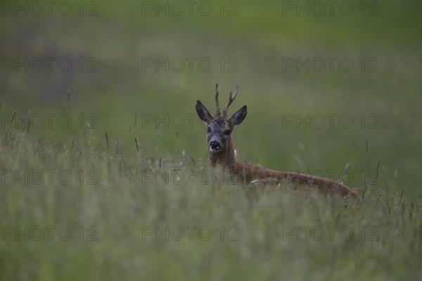 Roe deer (Capreolus capreoöus) Buck Germany