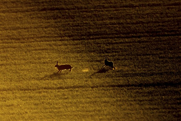 European brown hare (Lepus europaeus) silhouette of two adult animals running in a farmland field at sunset, England, United Kingdom