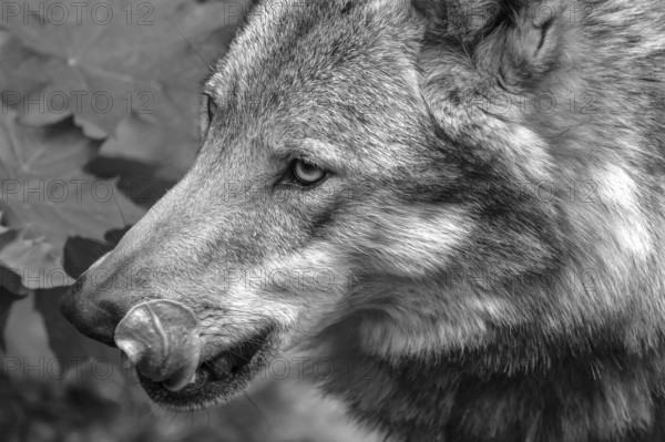 Portrait of wolf (Lupus), wildlife park, Bavaria, Germany